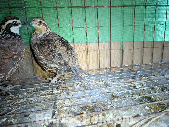 Northern Bobwhite Quail(নর্দান বব হোয়াইট কোয়েল )
